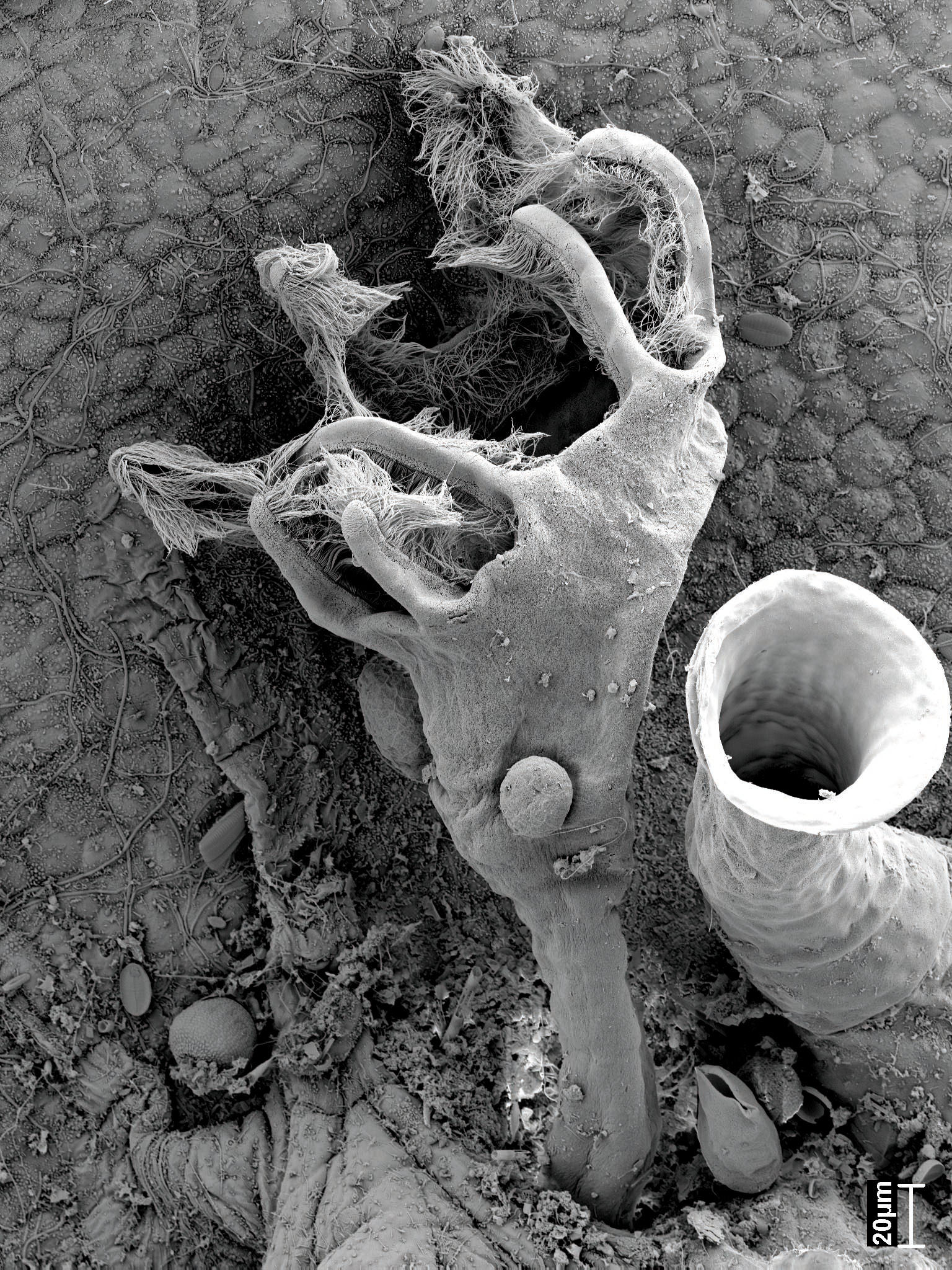 遺傳之謎：兩組古代無脊椎動物的進化關係終於揭示了