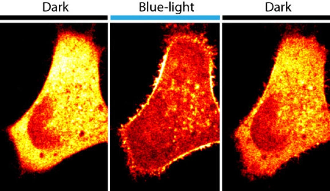 光遺傳學調節細胞膜中的代謝活性