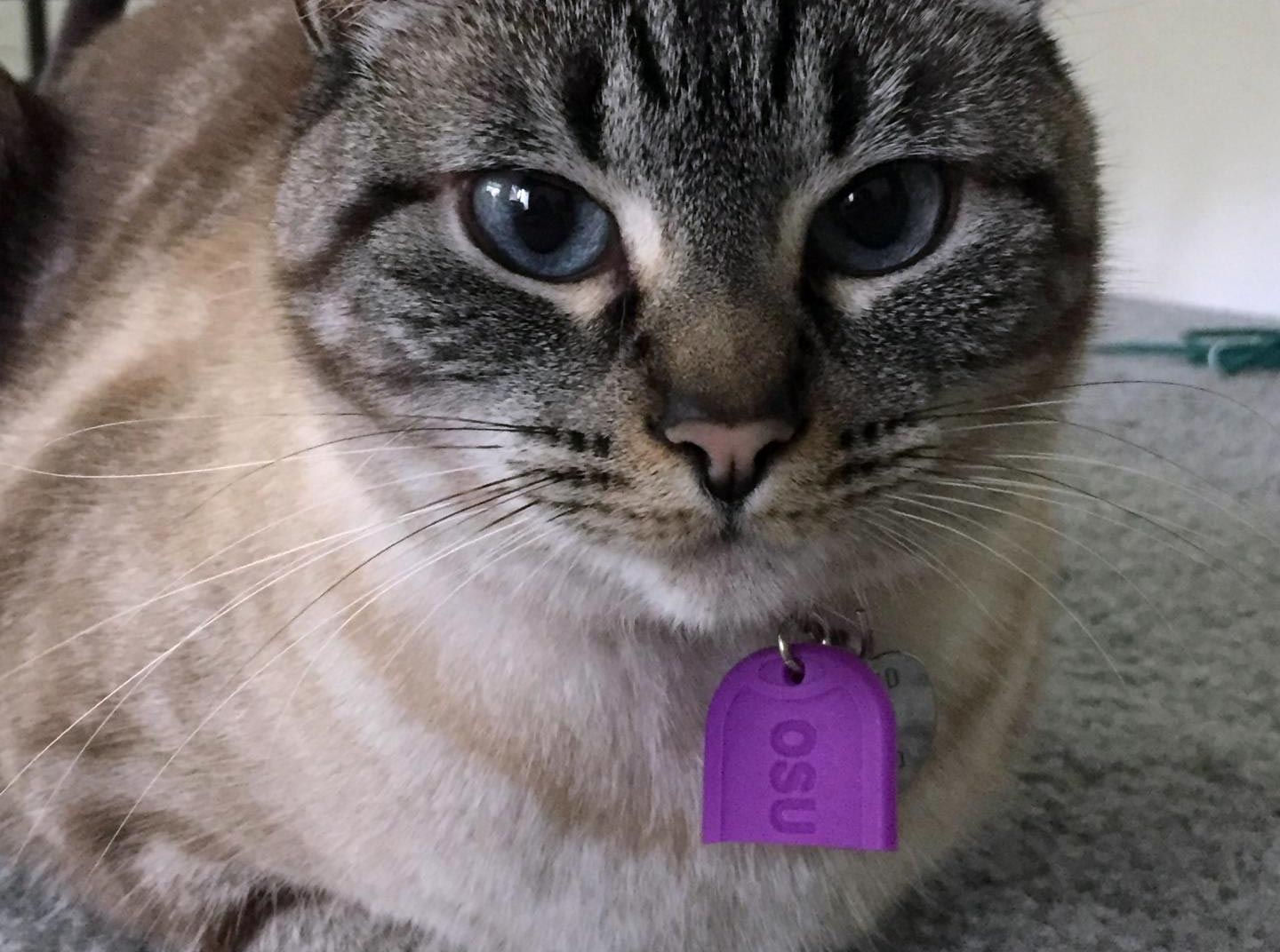 警告：與貓的甲狀腺功能亢進相關的廣泛使用的化學物質