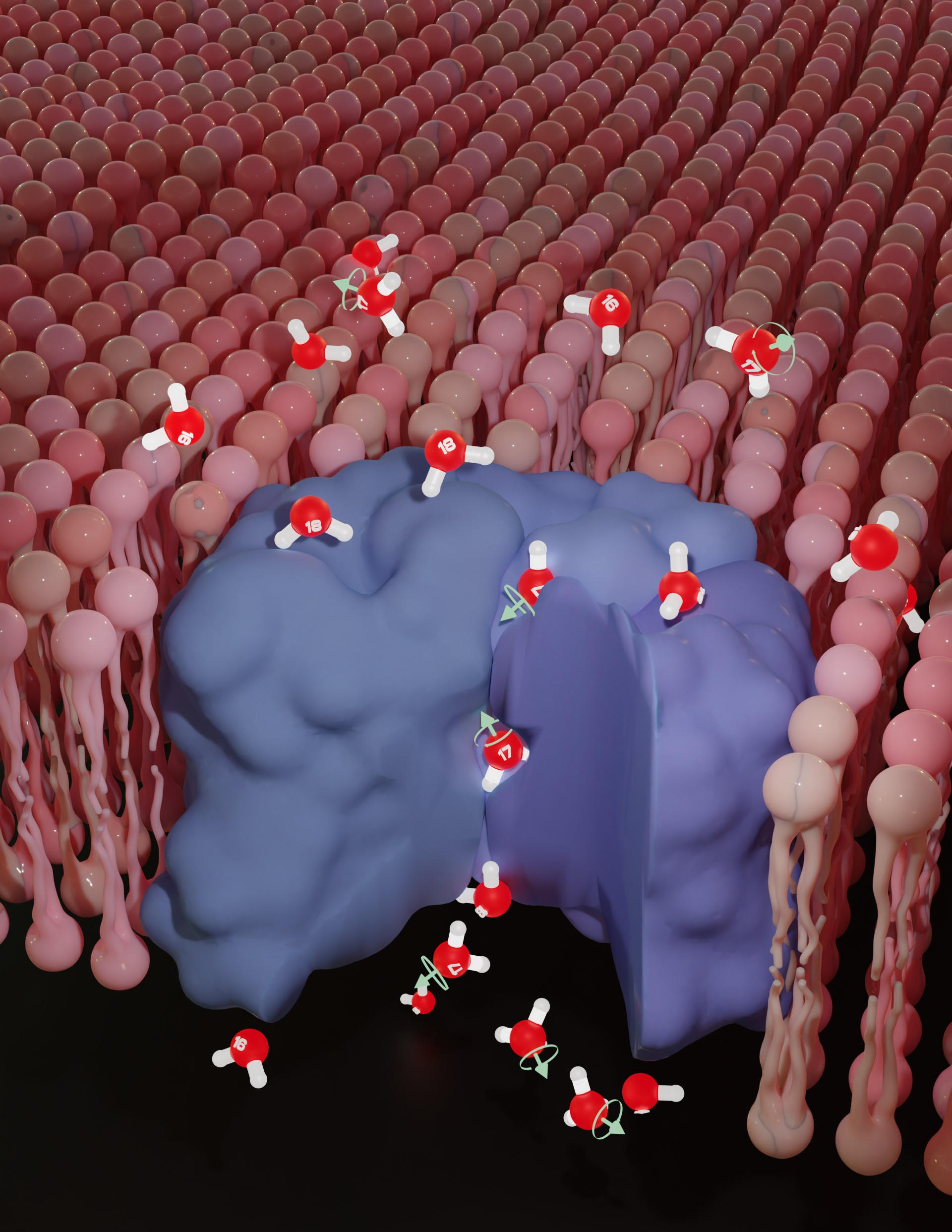 挑戰長期以來的假設：新的研究揭示了核旋轉如何影響生物過程