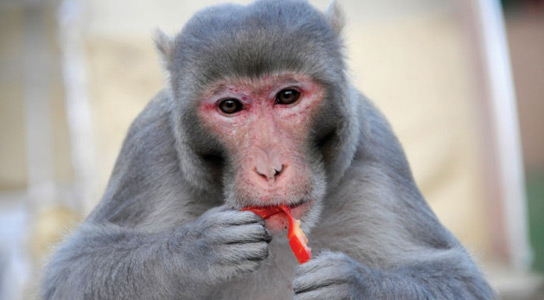 遺傳學和健康飲食對壽命比卡路里限制更為重要